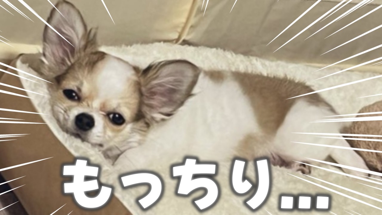 【Vlog】パピー犬をお迎えして6か月経ったリアルな日常