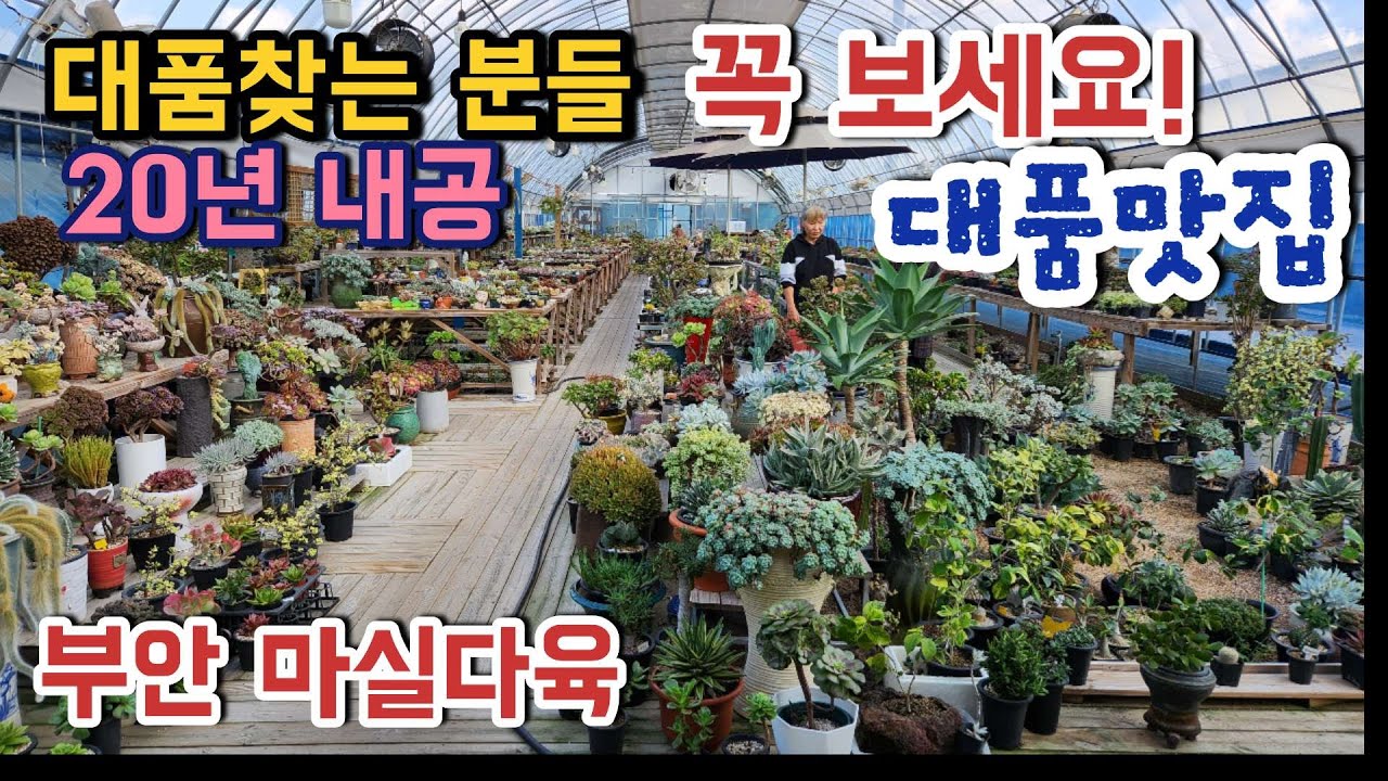 이 맛에 직접 가지&hellip; 부안 백산 대품 다육이 & 제라늄 30종 하우스 투어 l 부안마실다육 ㅣ#신쌤의다다육선