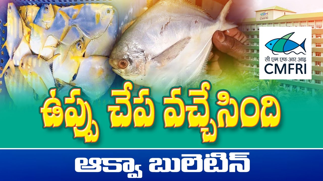 Chaduva salt fish farming suceess in andhra pradesh | Slow growth management | Aquabulletin