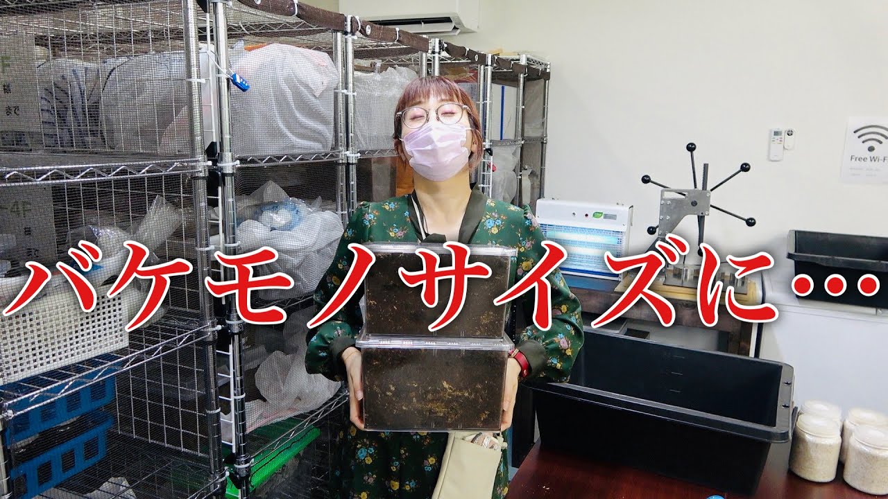 夏から放置していた大型ノコギリクワガタのセットがエグい
