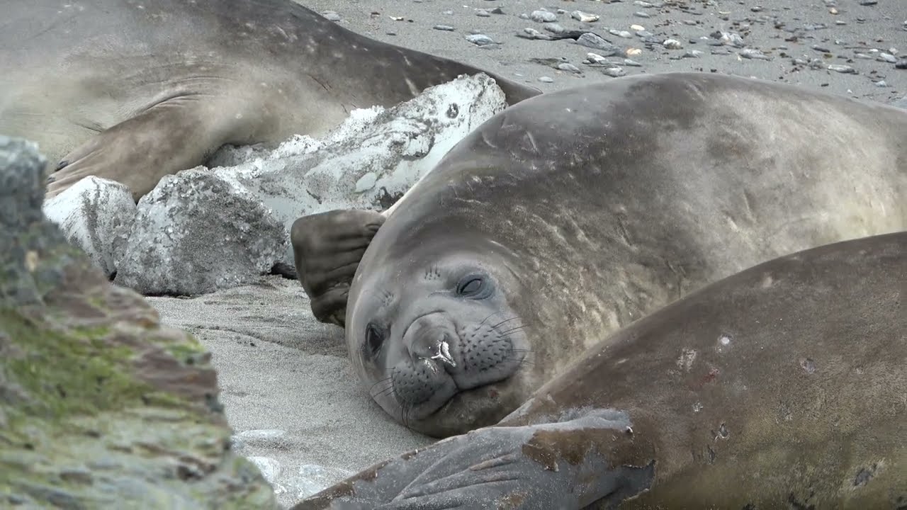 South Orkney Islands  4K
