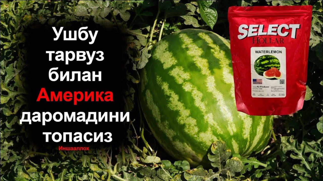 Тарвуз уруглари 2024.Мурожат учун:+998(90)174-01-06🍉