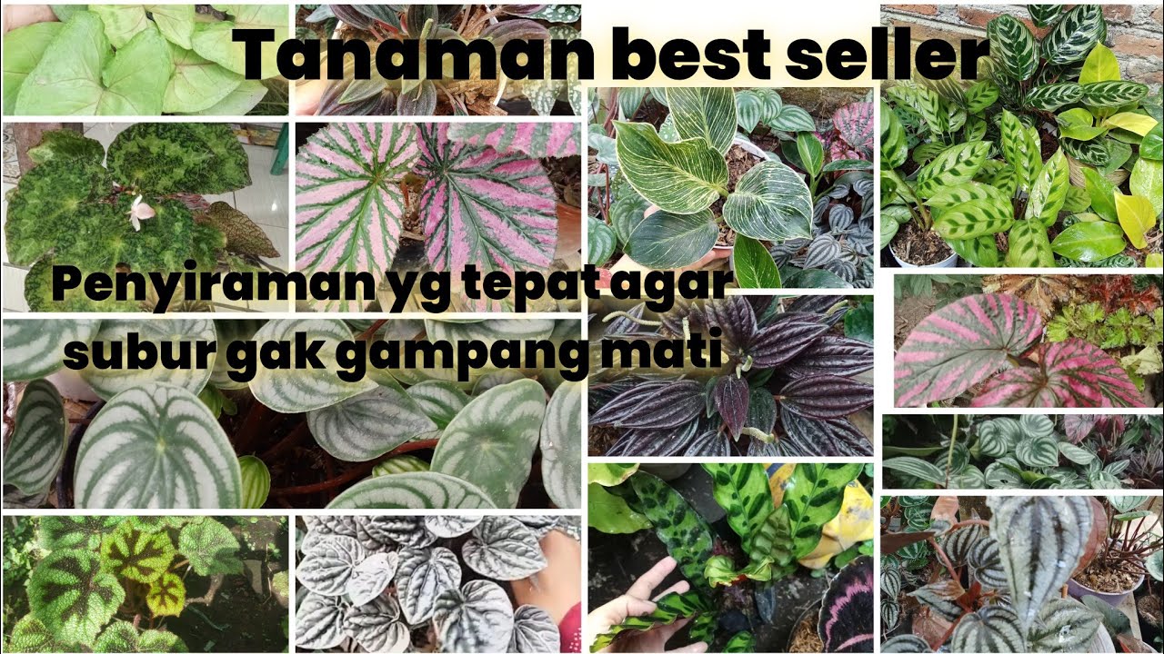 Tanaman hias murce dan harga