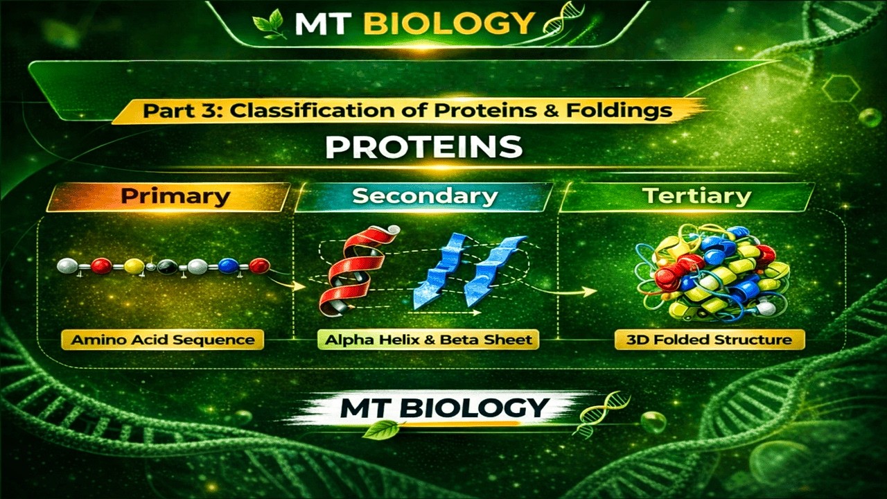 11. PROTEIN PART 03- BIOLOGICAL MOLECULES