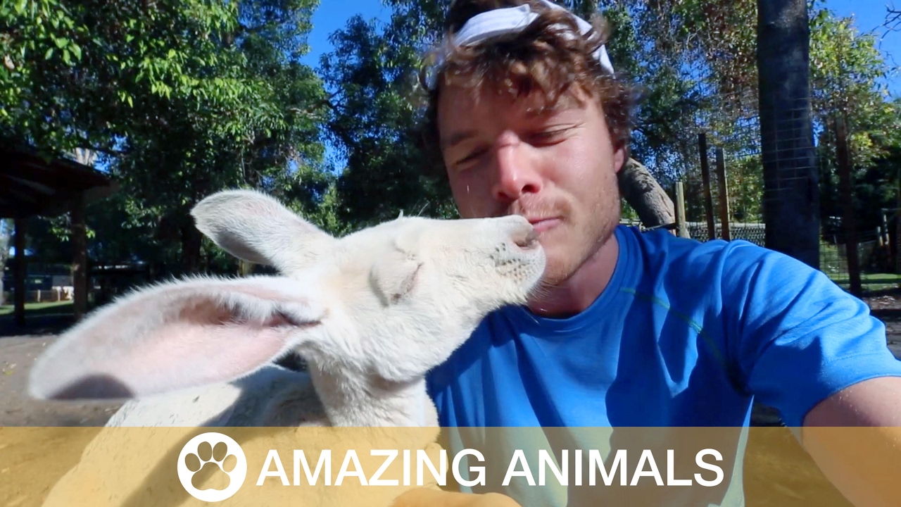 Albino Kangaroo Hugs Man