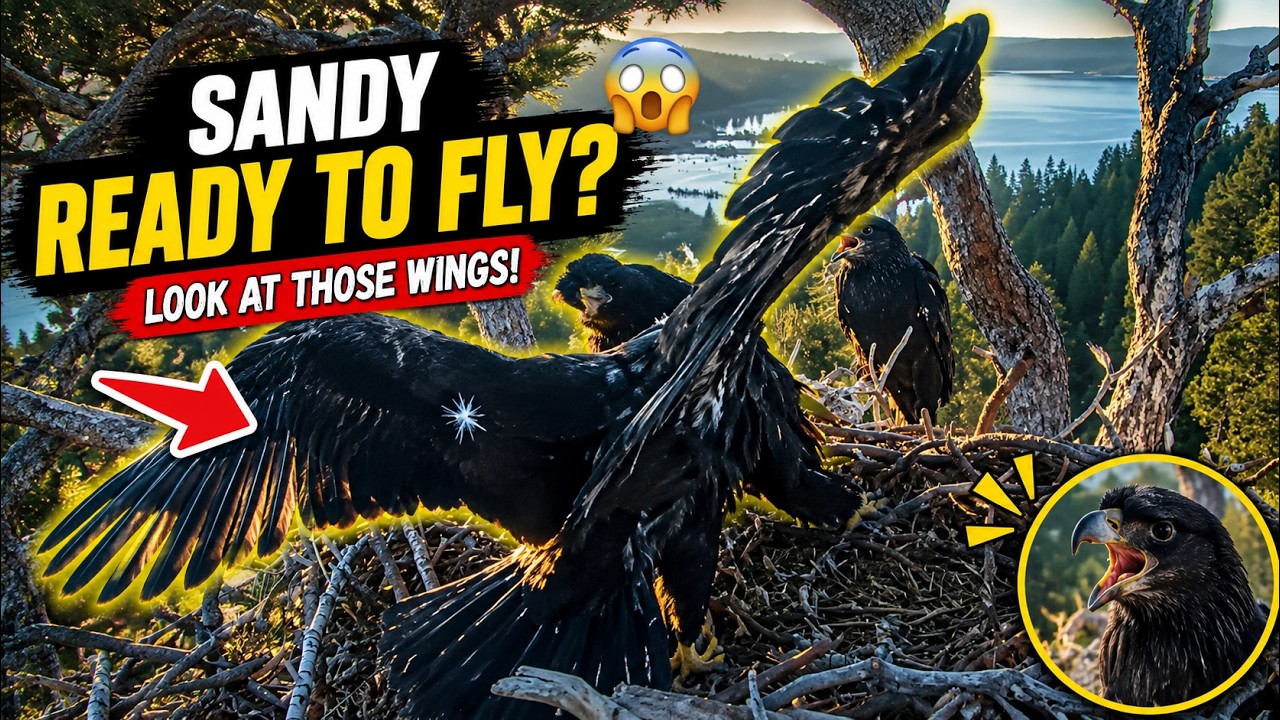 Sandy's Wings Look HUGE Today! 😲🦅Is Sandy About to Take Her First Flight? 👀💨