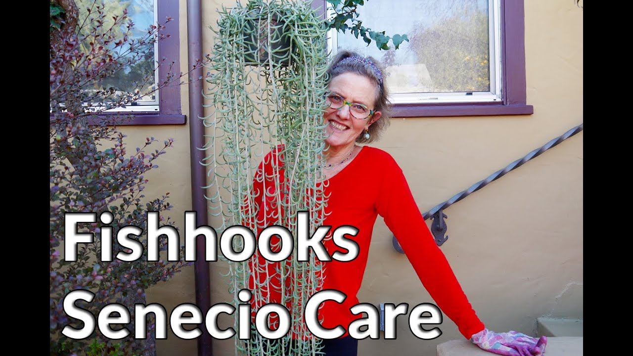 Fishhooks Senecio: This Trailing Succulent Is So Easy To Grow!