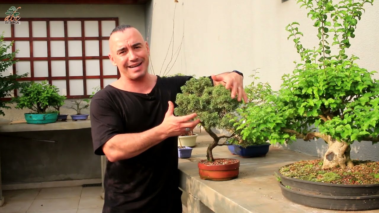 8 SINAIS QUE O SEU BONSAI NAO ESTÁ BEM