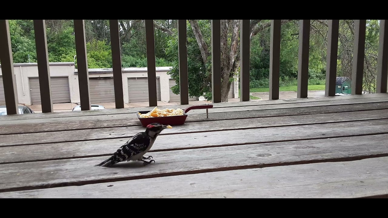 Rainy Days & Sunday always gets the snacks on the deck