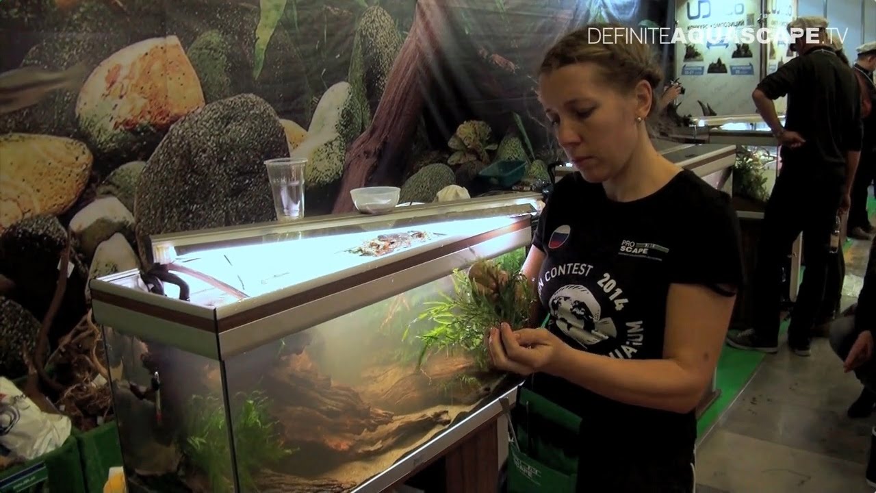 Setting up biotope aquarium - Africa, ZooSphere 2014