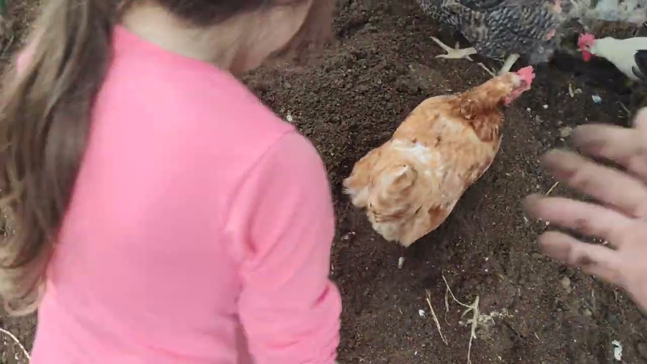 Compost con Gallinas, Un d&iacute;a Cualquiera en el Patio