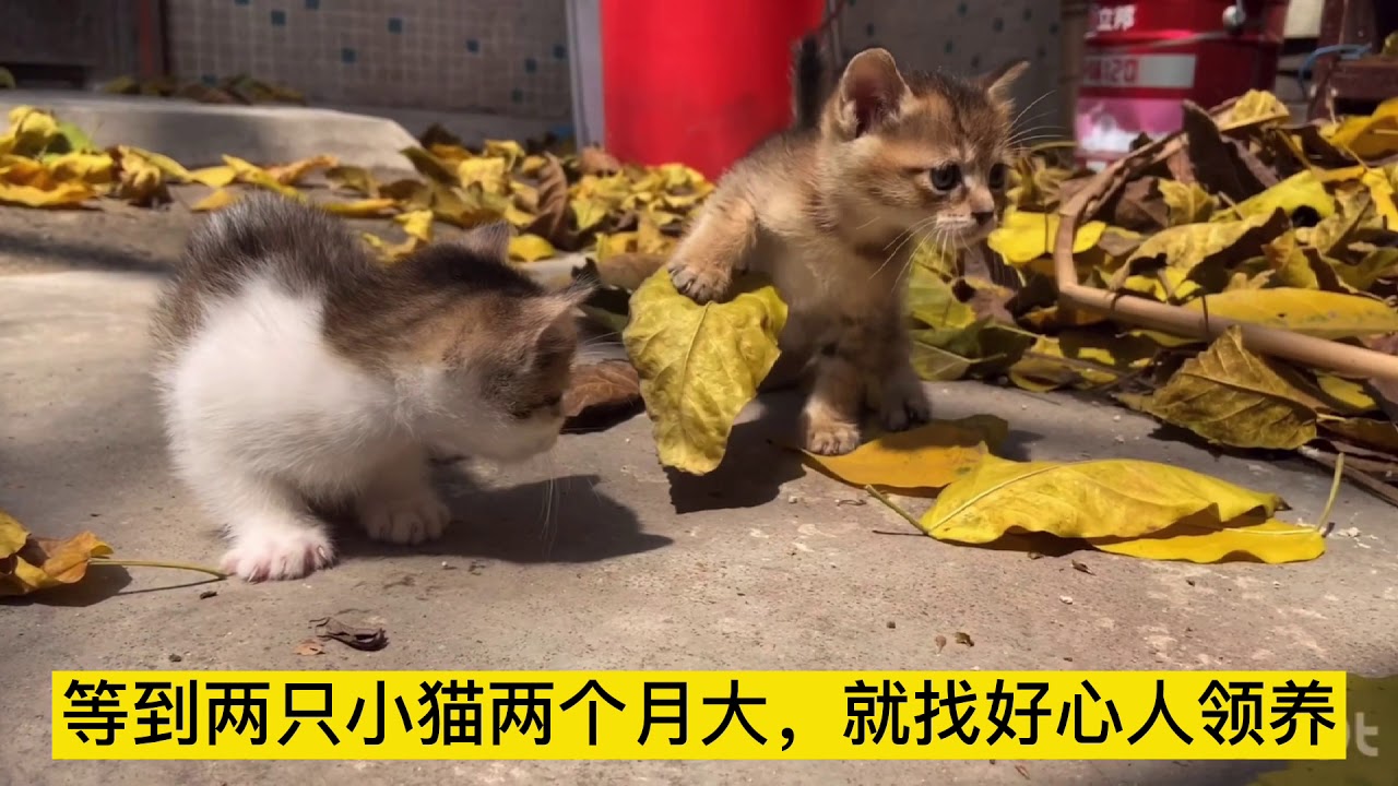 记录流浪猫从被打断腿，三条腿带着孩子流浪，到后来过上幸福生活