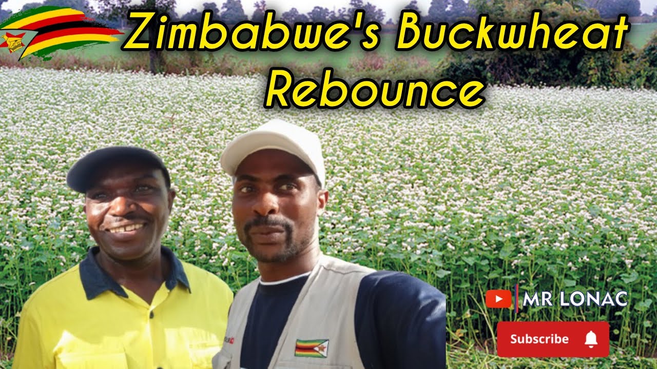 Revival of Buckwheat in Zimbabwe (Part 1) — an Ancient Grain Once Nearly Extinct in Africa.
