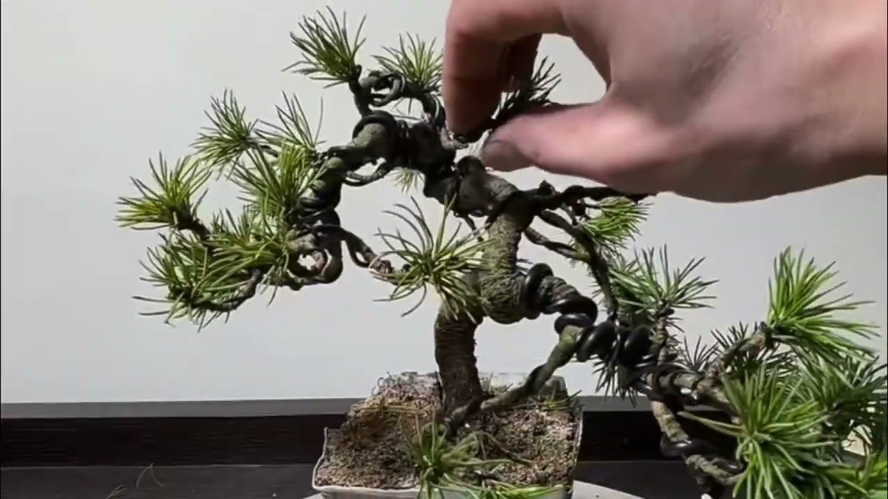 How to prune and direct bonsai branches correctly #bonsai #bonsaitree #bonsaiart 