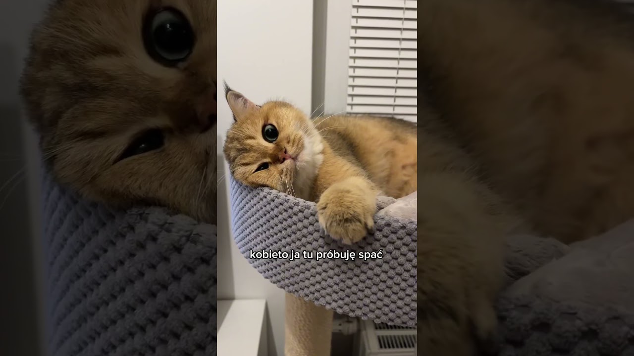 Macie tak? #cat #kociak #catlover #kociara #funnycats #kotszkocki #funny #pets #animals #śmieszne