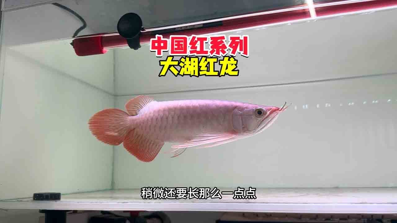 中国红系列大湖红龙最新回鱼了哦，这次鱼的品质非常不错！中尺寸！