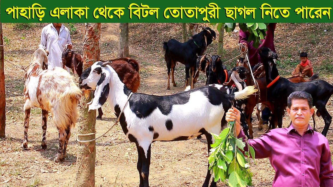 চট্রগ্রাম পাহাড়ি এলাকা থেকে সুন্দর সুন্দর বিটল তোতাপুরী ছাগল নিতে পারেন goat farm