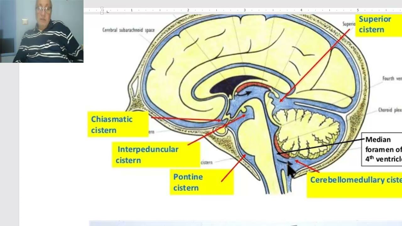 Anatomy for applied medical science(Radiology Department) 7 (Meninges and CSF), by Dr.Wahdan