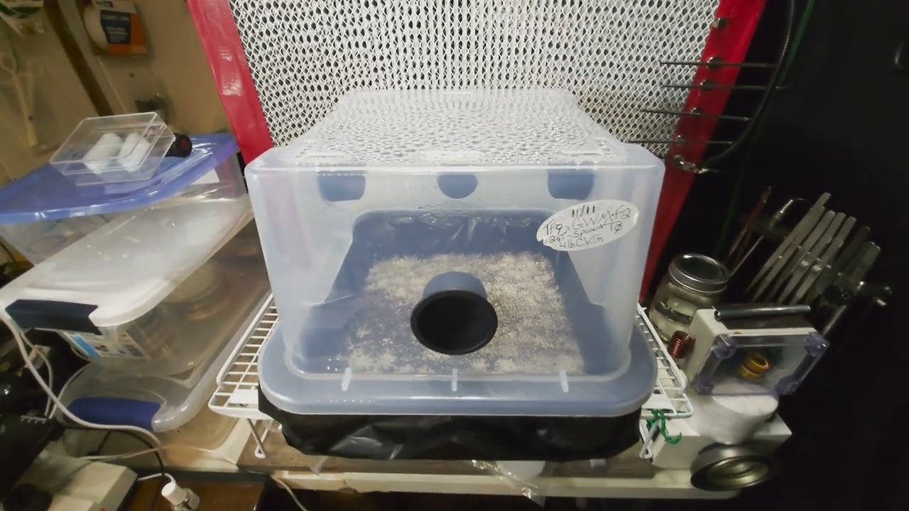 Mushroom Grow Chamber Dynamics: From Stalled Fruiting to Thriving Growth.