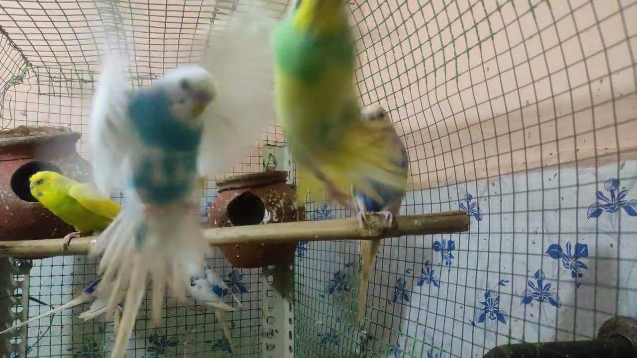 Cute budgies #love #birds #lovebirds #parakeet #budgies #viral #90 #kadhal  #ourcool  #birdssounds
