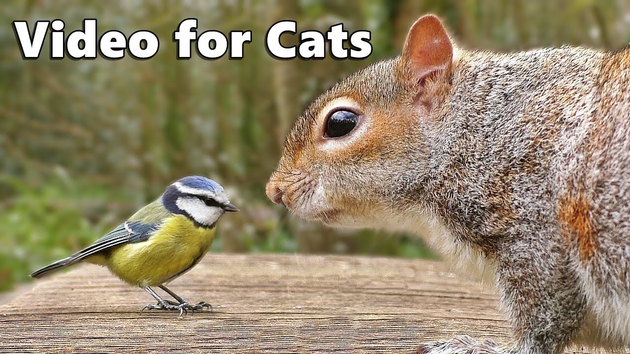 Videos for Cats to Watch : Birds Chirping and Squirrels Extravaganza
