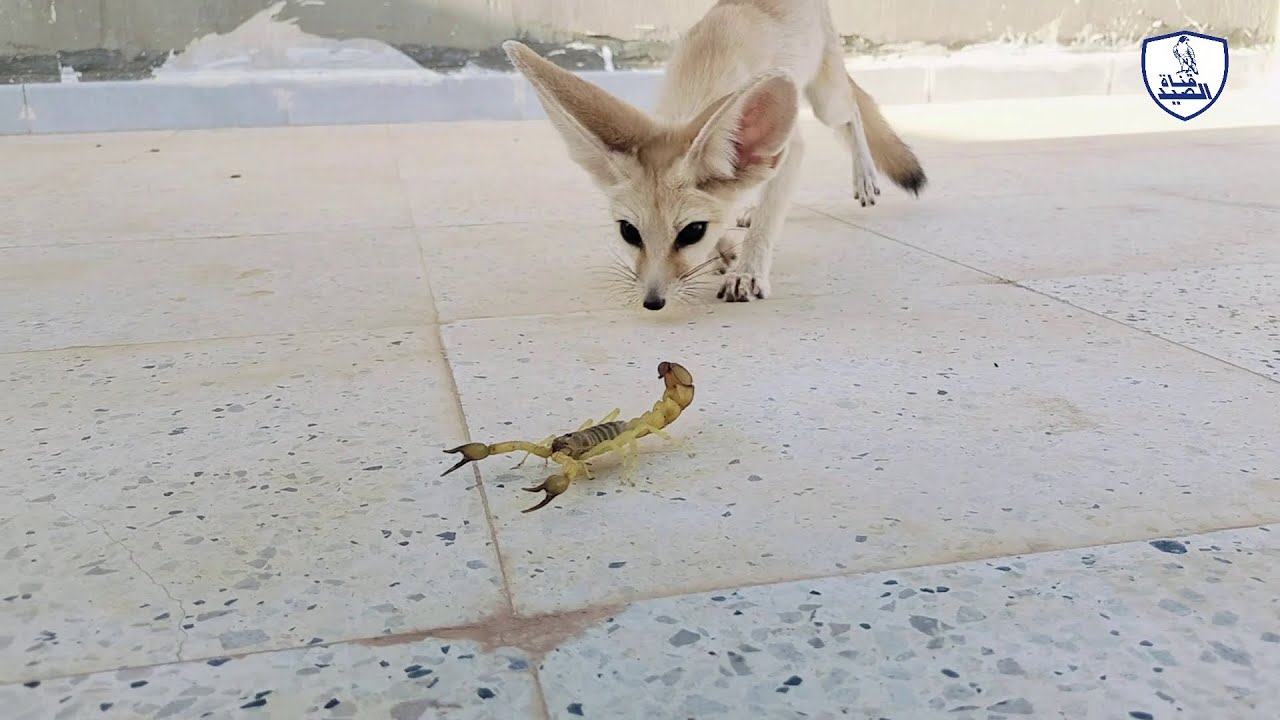 لقاء الفنك بالعقرب لأول مره في حياتة شاهد ردة الفعل/Fennec meets Scorpio for the first time