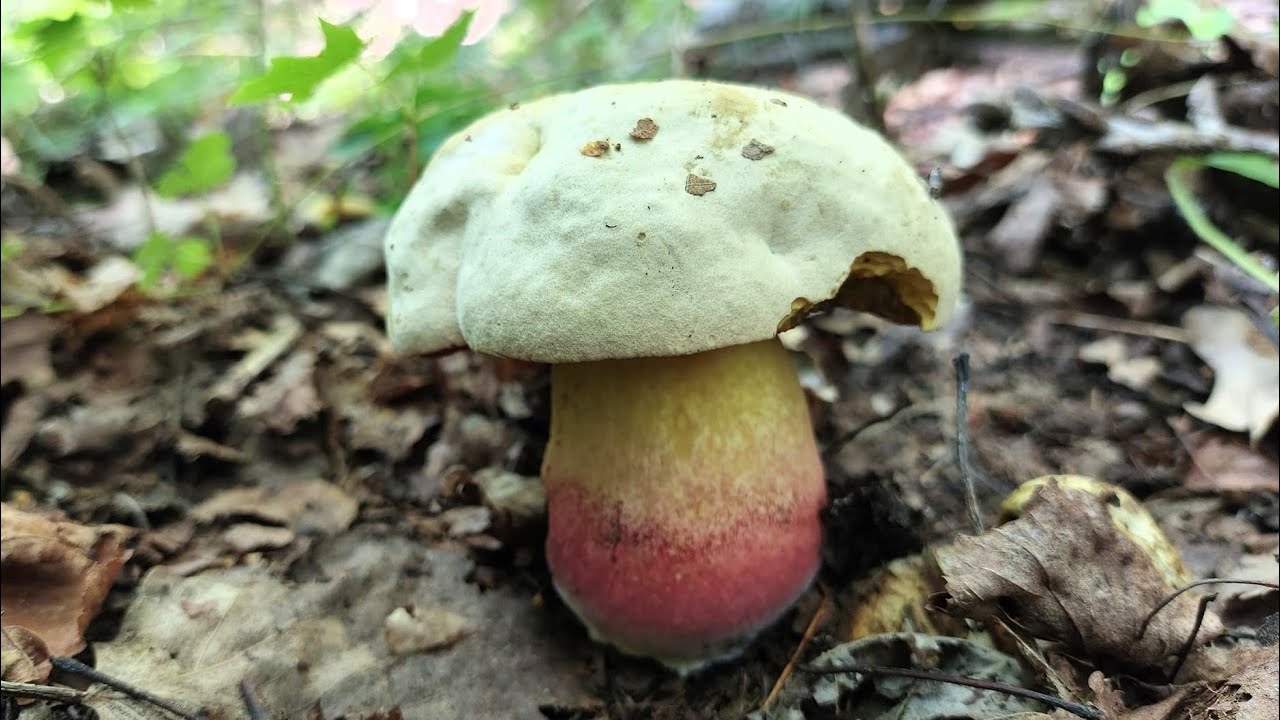 Гриб Сатаны (Rubroboletus satanas) – большой сюрприз со всего Либерца.