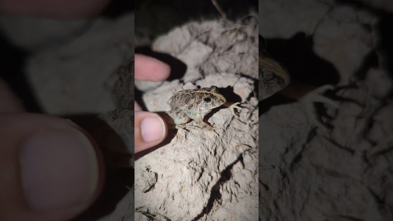 Frogs Funny with Spider Boing Boing | Funny Frogs Prank