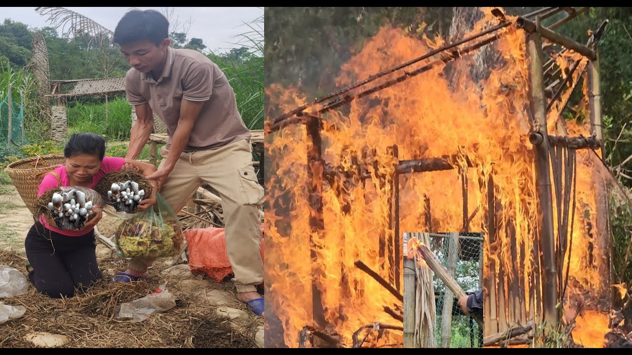 Lan sinister came to Ly's house to destroy mushrooms and burn the house