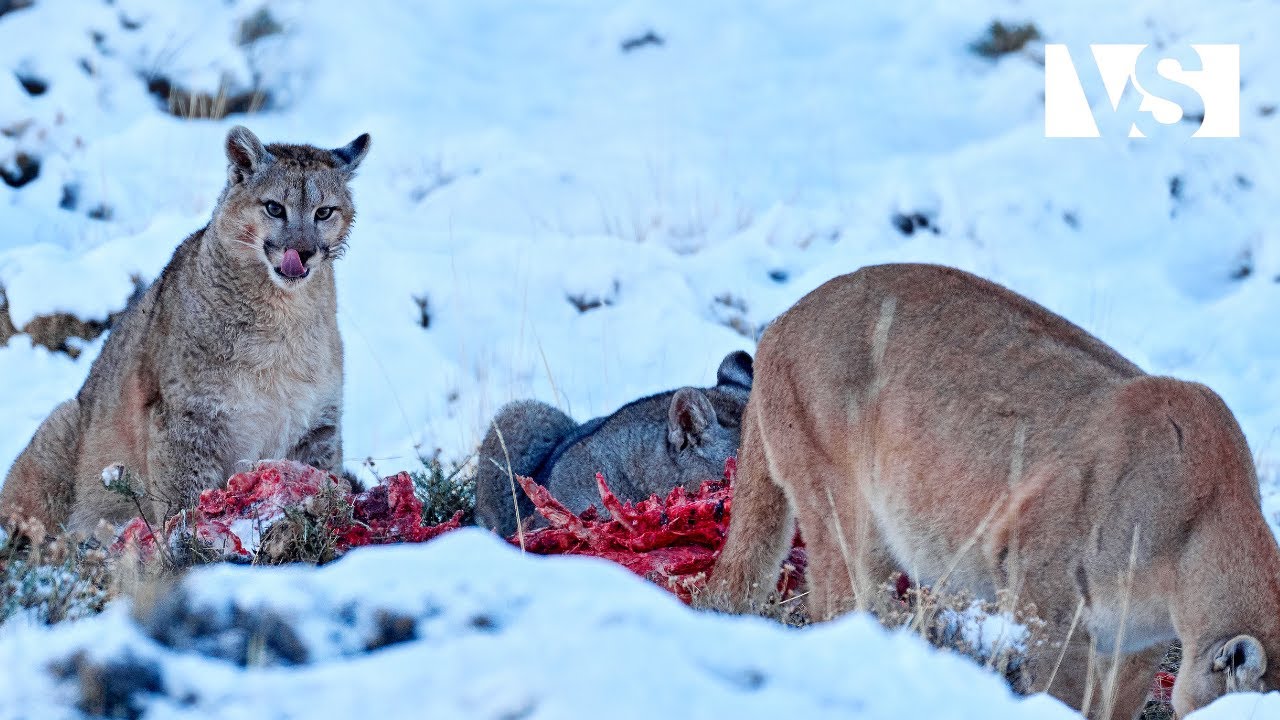PATAGONIA | Stvoření Skrytá v té Oblasti Nejvíce Vzdálené a Divoké té Planety - Dokument Zvířata