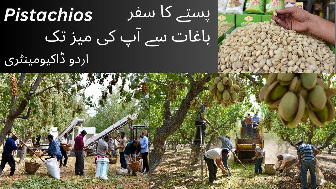 پستے کا سفر: باغات سے آپ کی میز تک | Journey of a Pistachio