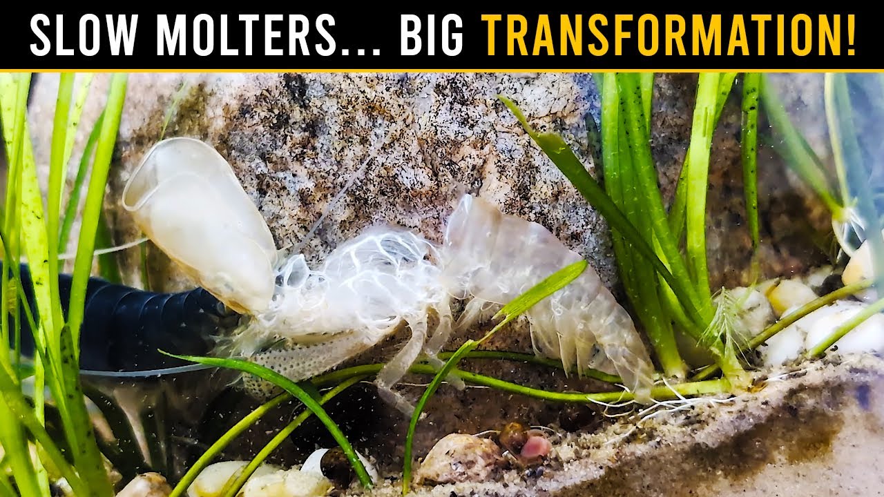 The SECRET Behind Bamboo & Vampire Shrimp Molting And Colour Changes!