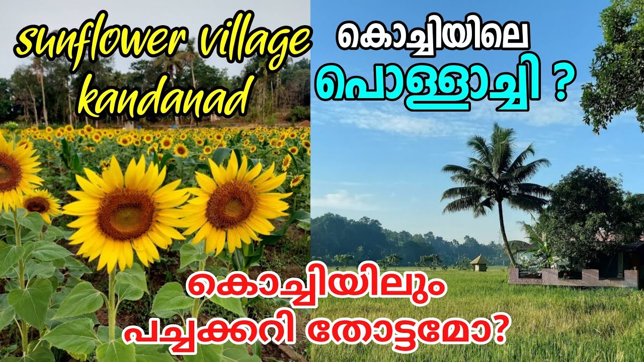 sunflower village kandanad Ernakulam | Farm fresh garden സൂര്യകാന്തിതോട്ടം #sapiensmedia #sunflower