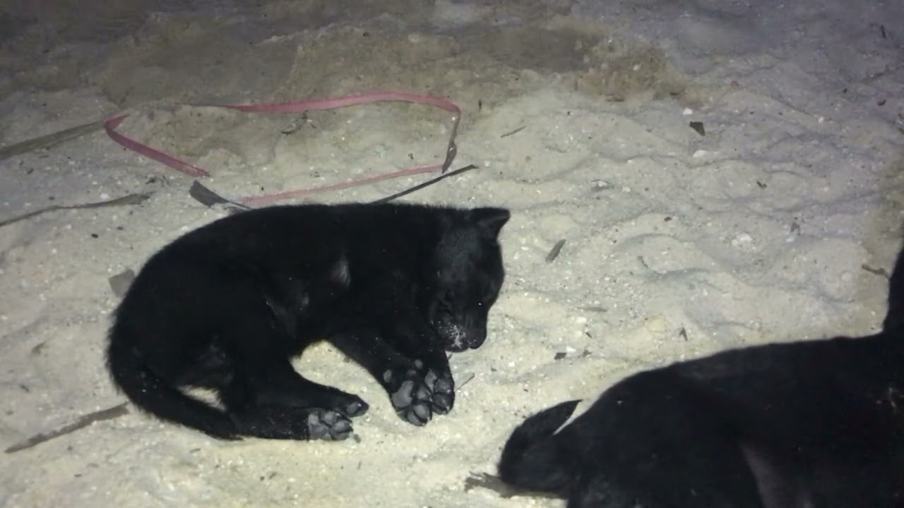 Puppies are sleep well and Breastfeeding Dog.#dog #puppy #cat #kitten #monkey #rabbit #shortvideo 