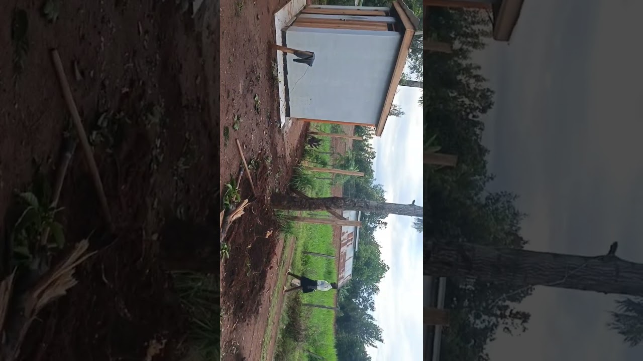 Cutting  down trees for laying gates@suleiman king2026