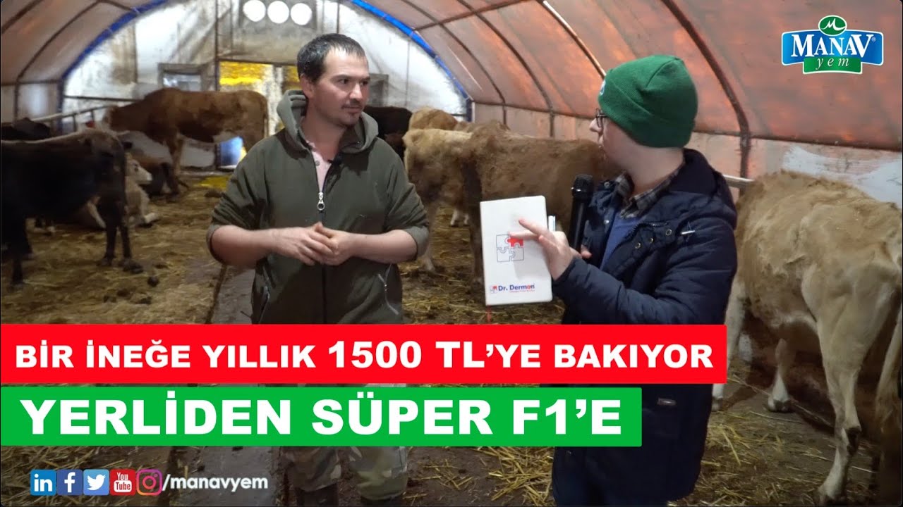 Bir İneğe Yıllık 1500 TL'ye Bakıyor | Yerliden Süper F1'e
