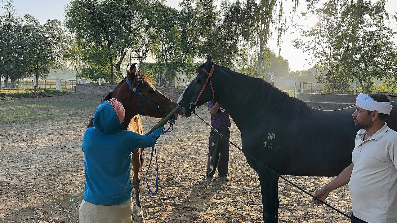 Behbhal Stud Farm #kalakanta #horse #vlog #reels #trending #earnmoney #monotise #viralvideo #news
