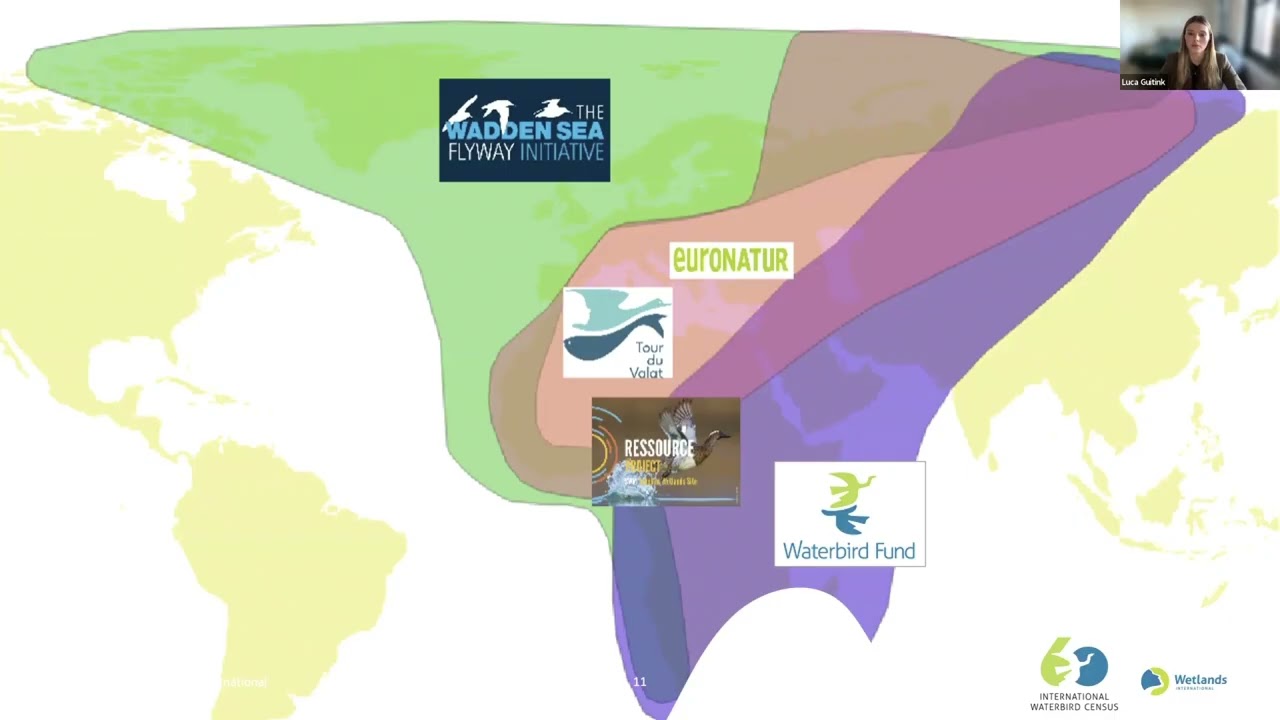 The International Waterbird Census (IWC) 60th Anniversary