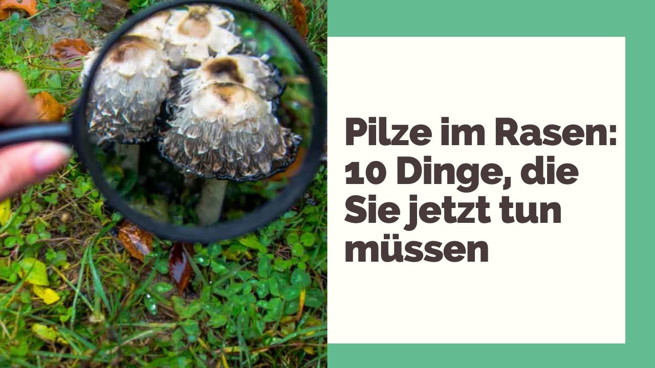 Pilze im Rasen: 10 Dinge, die Sie jetzt tun m&uuml;ssen
