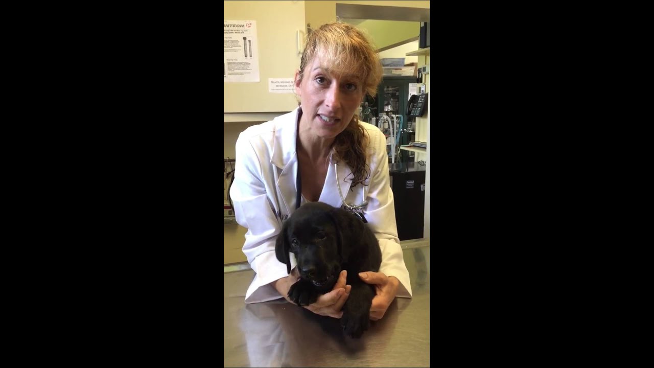 Sick Puppy. When To Worry and When To Go To the Vet.