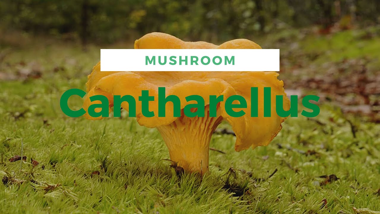 Cantharellus cibarius, Golden chanterelle, Navadna lisička