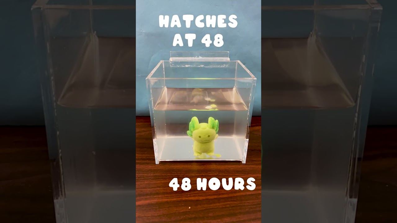 Watch as the axolotl hatches and grows! 