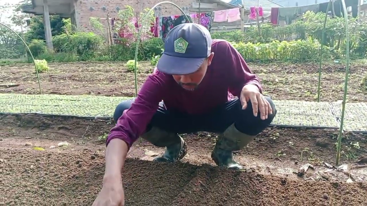 Penyemaian benih seledri part 2