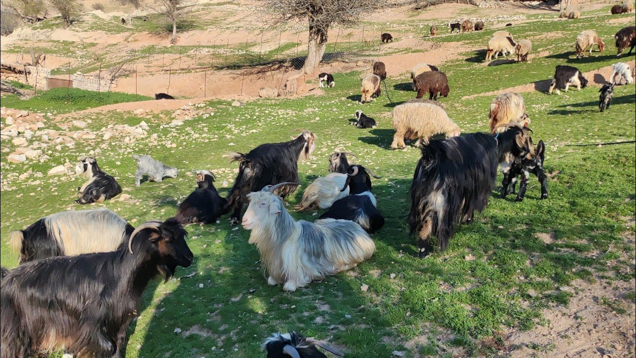 The hardworking nomads are grazing sheep in 