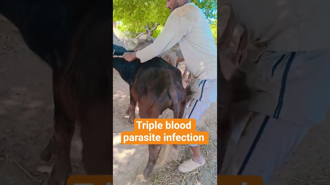 triple blood parasite infection treatment #livestock #veterinarypharmacist #vetdoctor #cattledisease