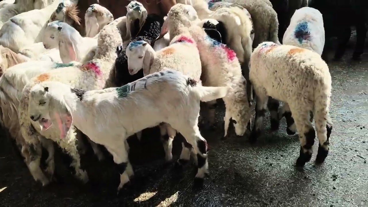 Asia world famous 🐐 goat Market India #Mumbai Govanddi #Deonar #Bakra #Mandi 