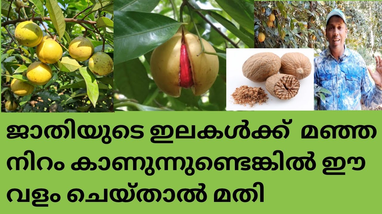 മഗ്‌നീഷ്യം ജാതിക്ക് ഉപയോഗിച്ചാൽ ഉള്ള ഗുണങ്ങൾ @kl40moneyfarming