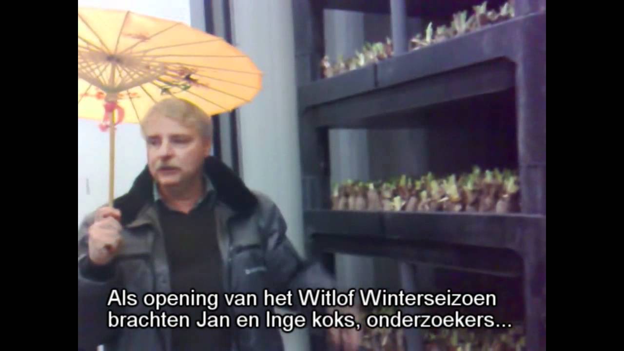 Espel zet witlof op de kaart