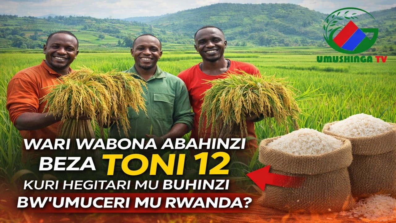 #kanda #hano #urebe:  Beza toni 12 z'umuceri udatonoye kuri Hegitari imwe!!