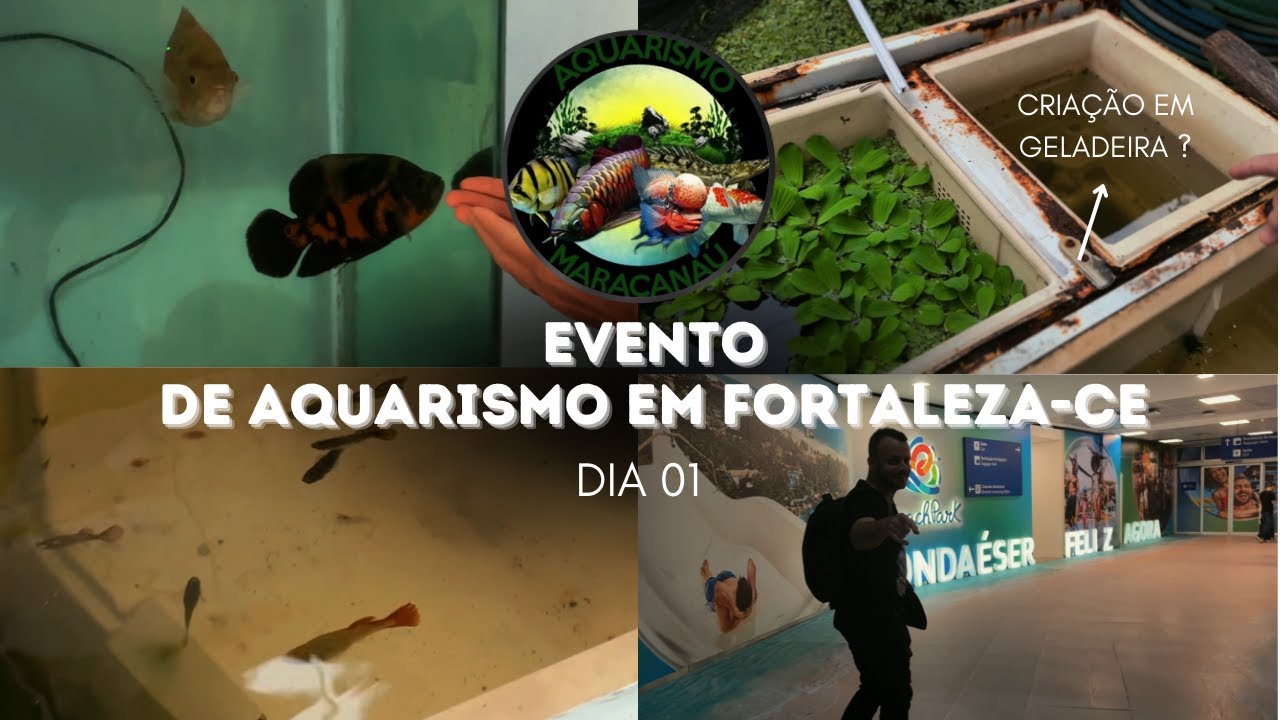 EP.1 - PRIMEIRO DIA EM FORTALEZA - CONHECENDO O AQUARISMO NO CEARÁ, CRIAÇÃO DE GUPPYS E BETAS.